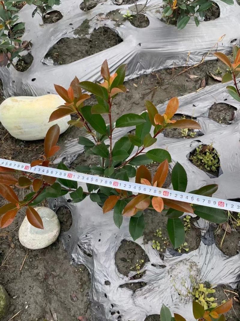 红叶石楠苗有杯苗地苗大量出货中规格齐全价格优惠