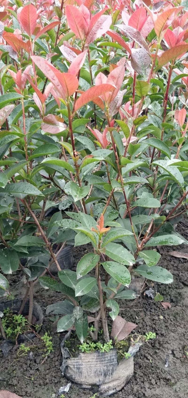 红叶石楠苗有杯苗地苗大量出货中规格齐全价格优惠