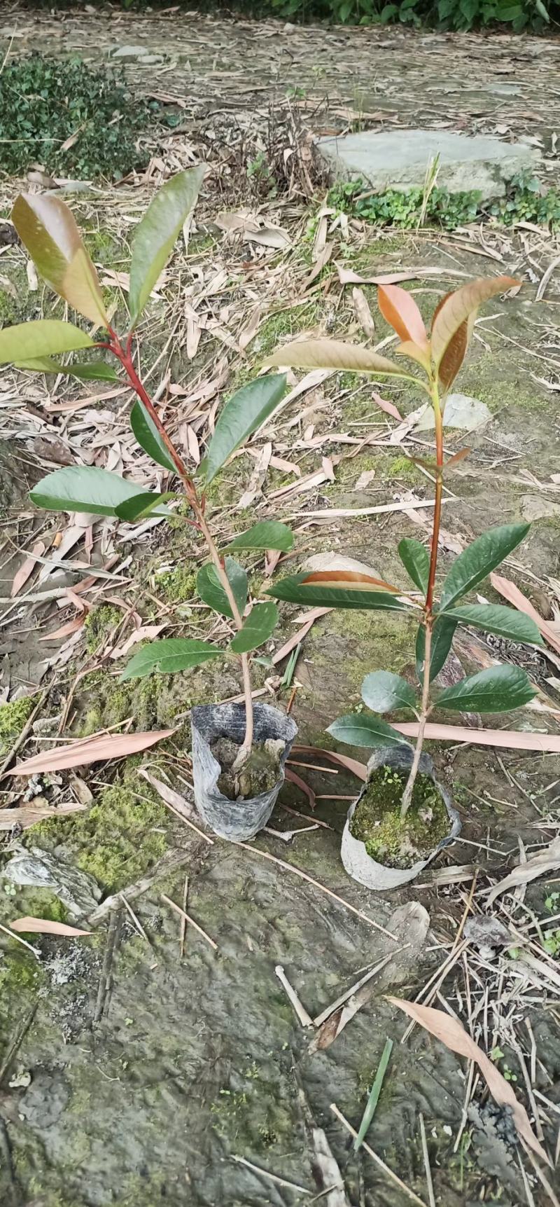 红叶石楠苗有杯苗地苗大量出货中规格齐全价格优惠