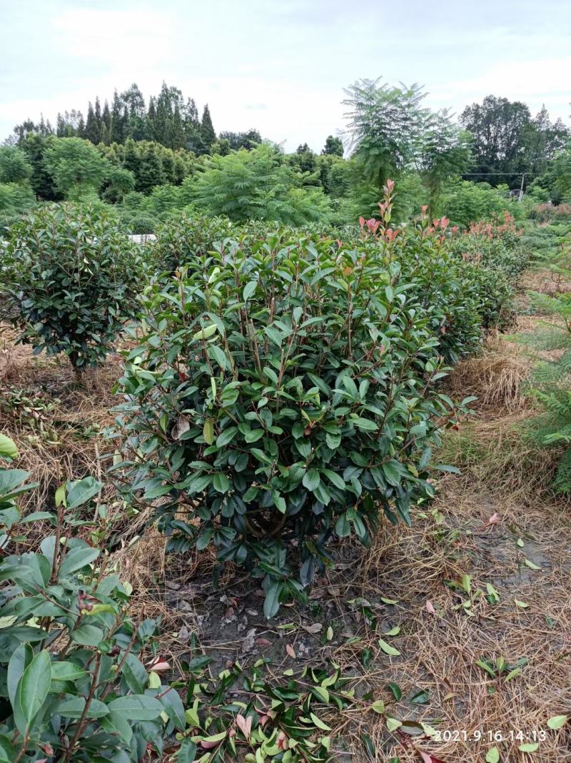 四川成都温江区苗圃基地直销红叶石楠球，规格齐全