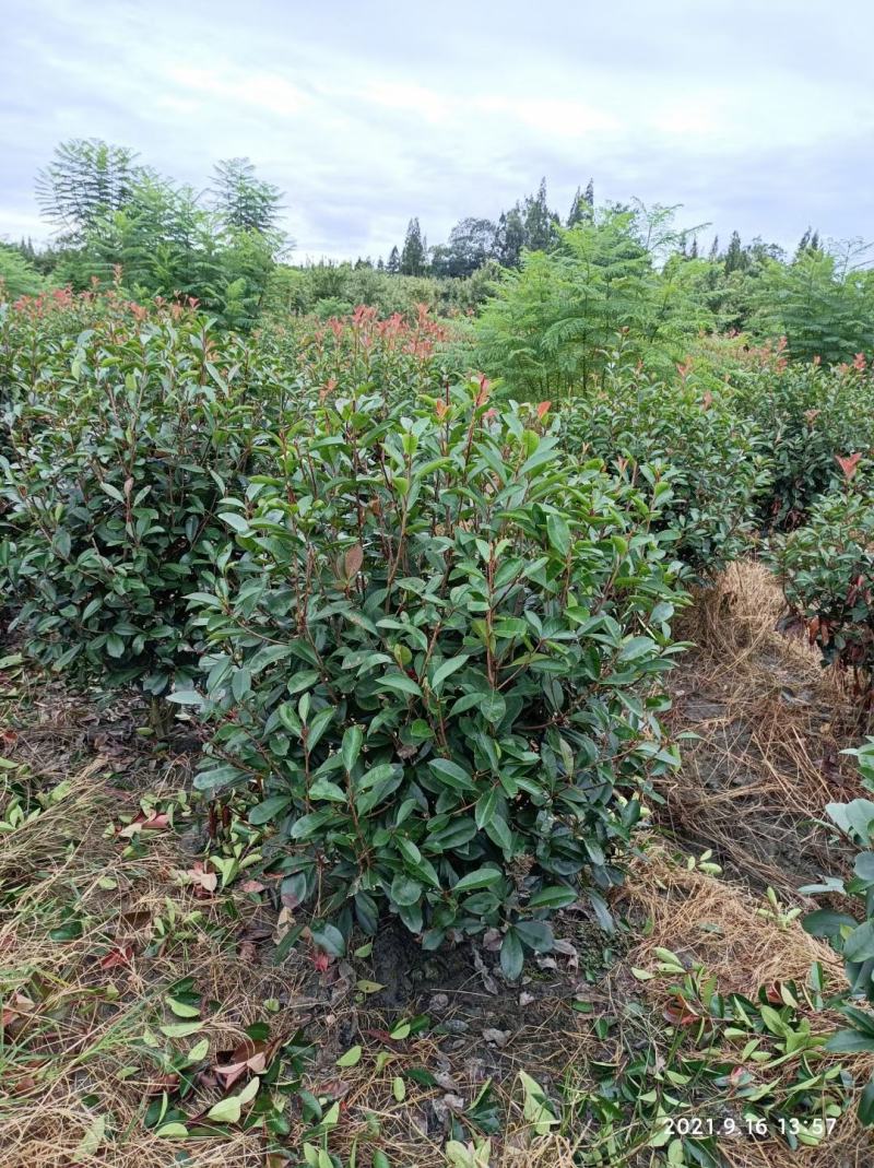 四川成都温江区苗圃基地直销红叶石楠球，规格齐全