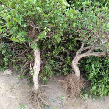 四季金银花苗药用金银花苗专业技术指导产量回收