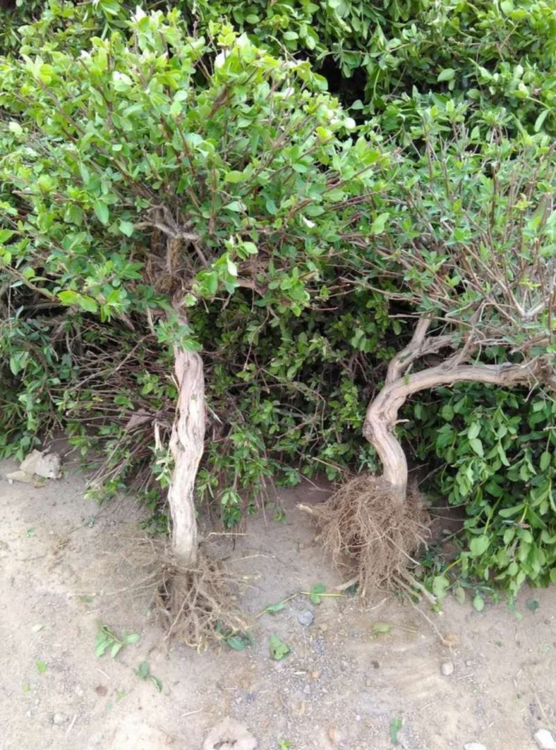 四季金银花苗药用金银花苗专业技术指导产量回收