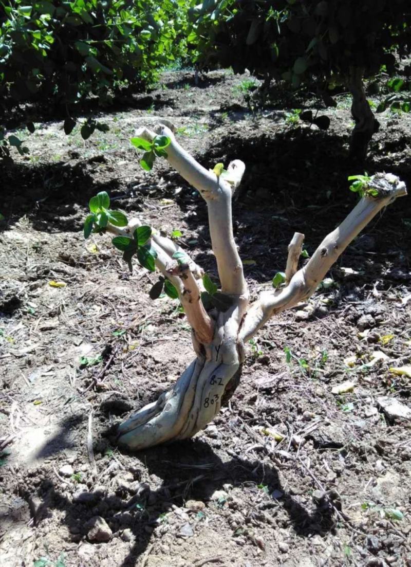 四季金银花苗药用金银花苗专业技术指导产量回收