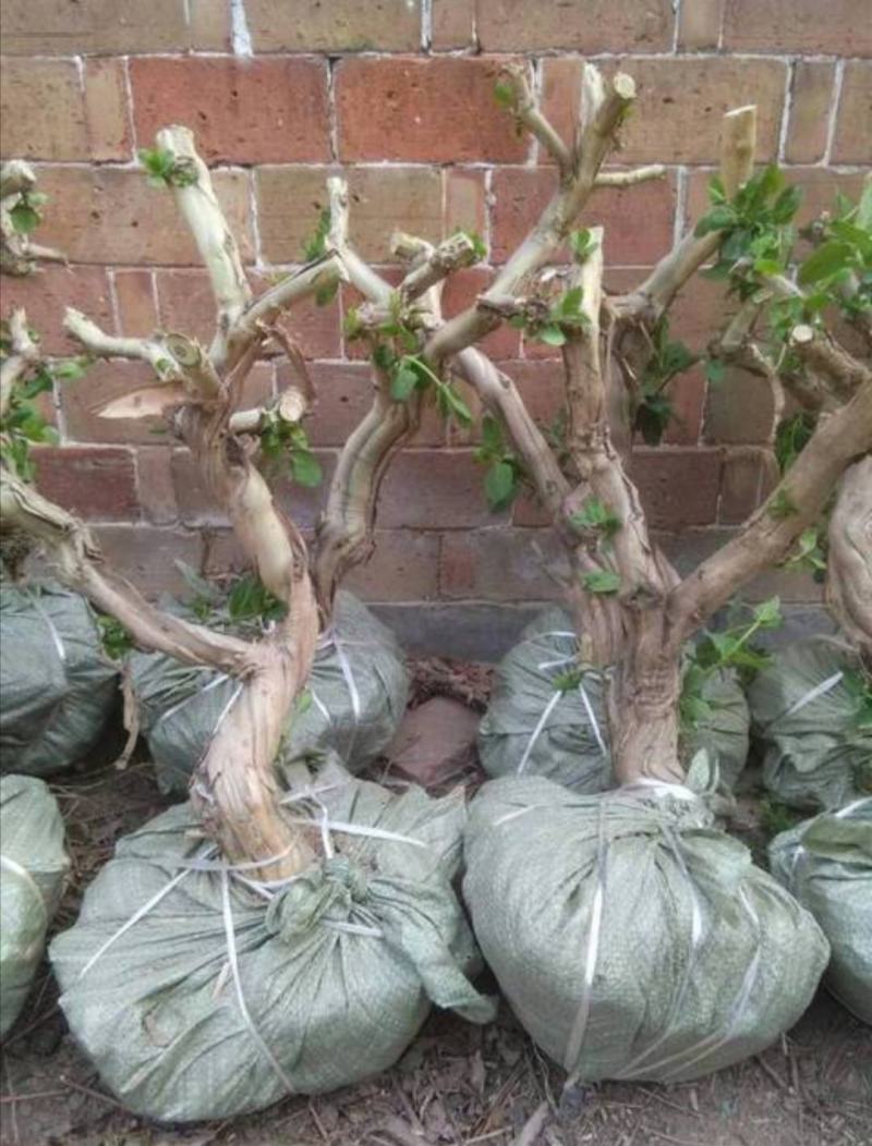 四季金银花苗药用金银花苗专业技术指导产量回收