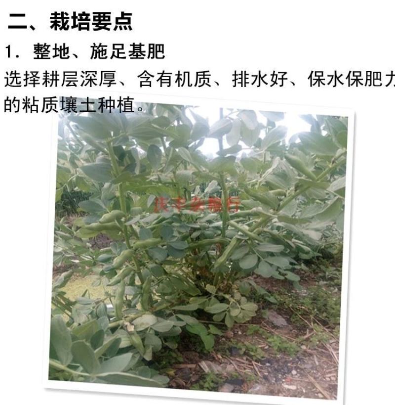 日本大白皮蚕豆种子，大阪陵西一寸，手选，优质