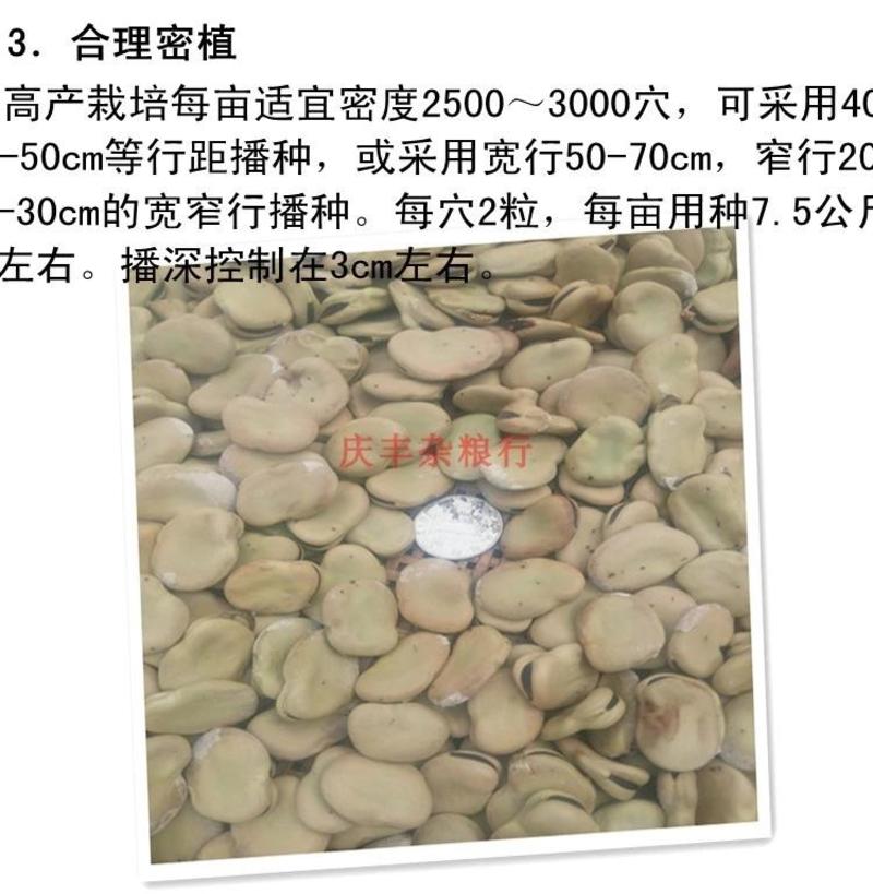 日本大白皮蚕豆种子，大阪陵西一寸，手选，优质