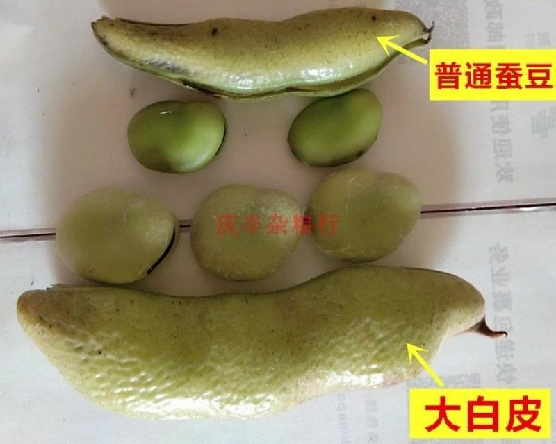 日本大白皮蚕豆种子，大阪陵西一寸，手选，优质