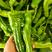 泡椒301费县精品鲜辣椒，一手货源，产地直发，价格便宜