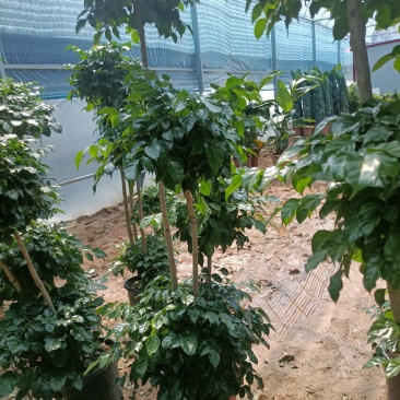 绿宝老兵苗圃精品绿宝盆景型