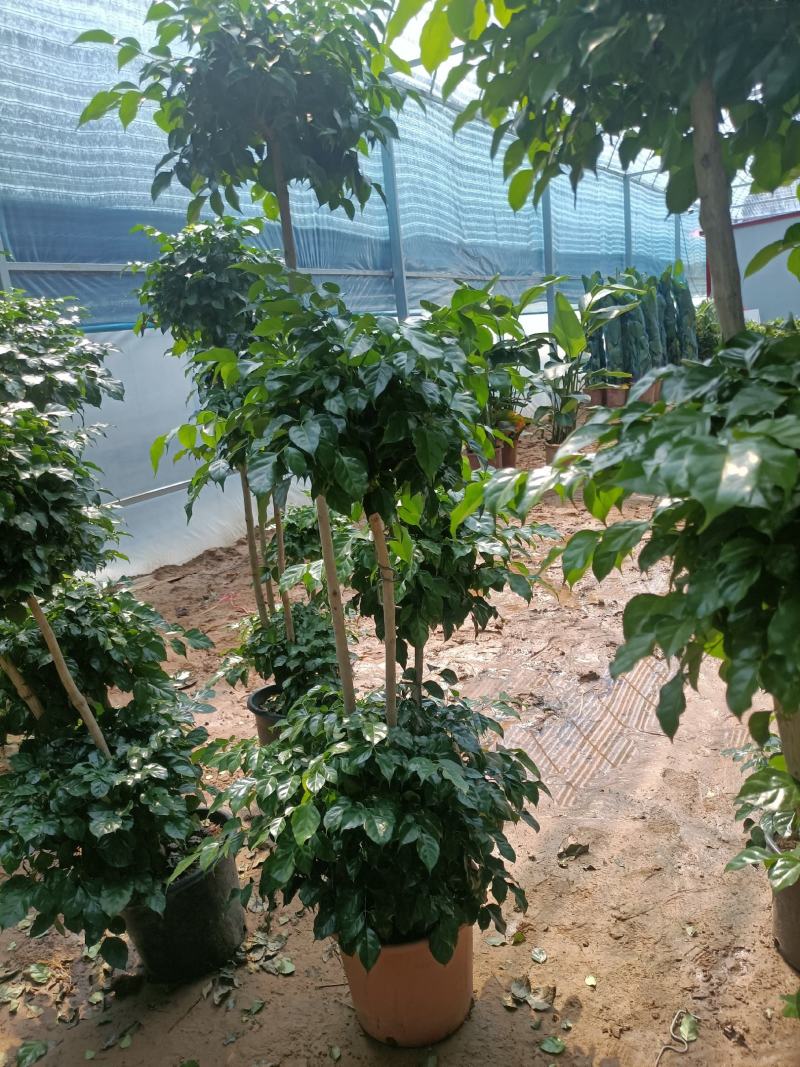 绿宝老兵苗圃精品绿宝盆景型