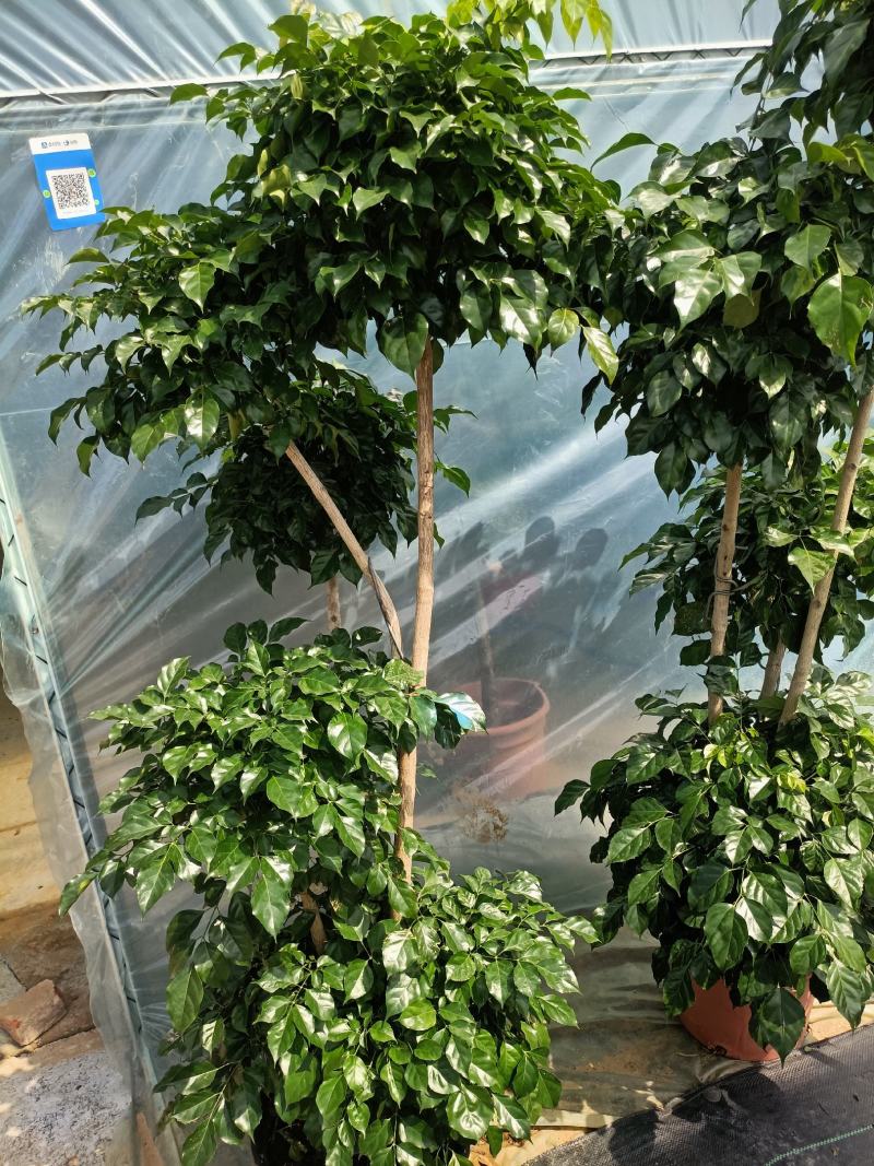 绿宝老兵苗圃精品绿宝盆景型
