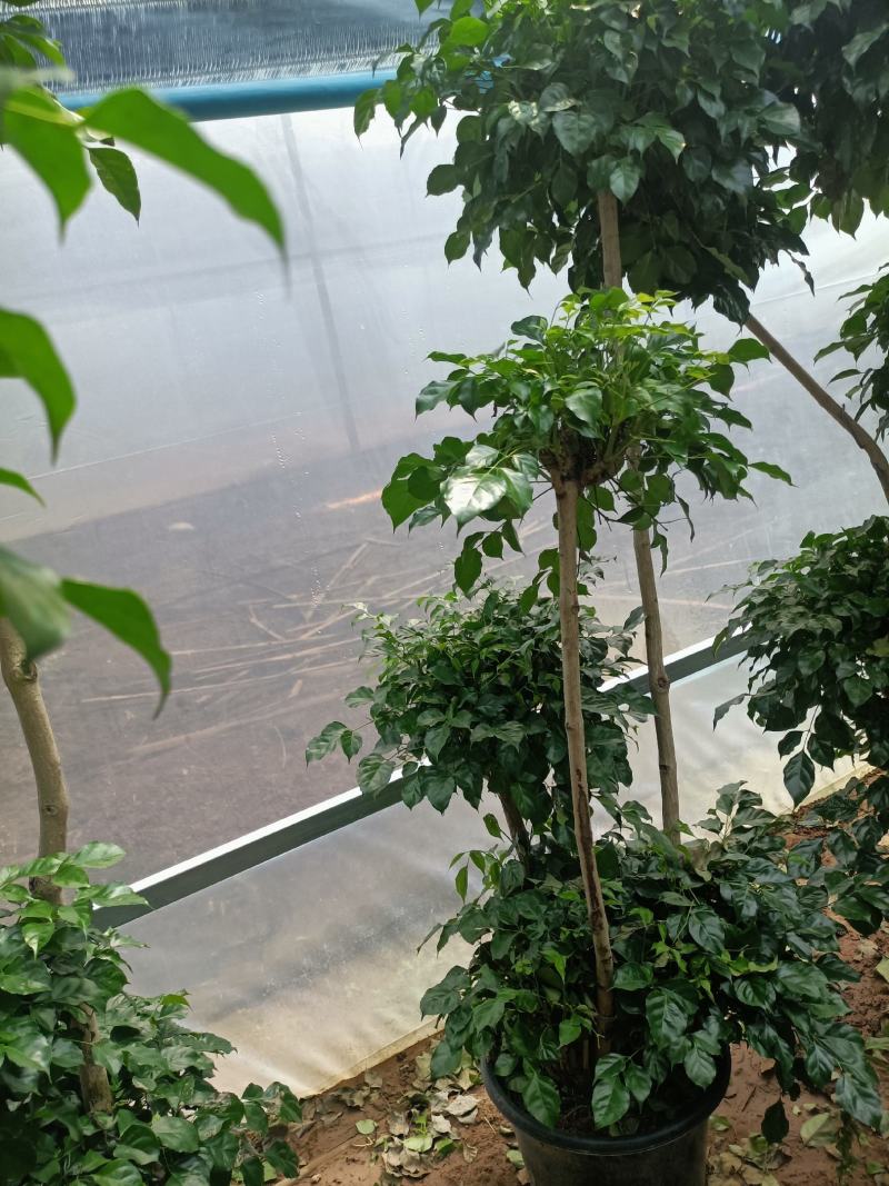 绿宝老兵苗圃精品绿宝盆景型