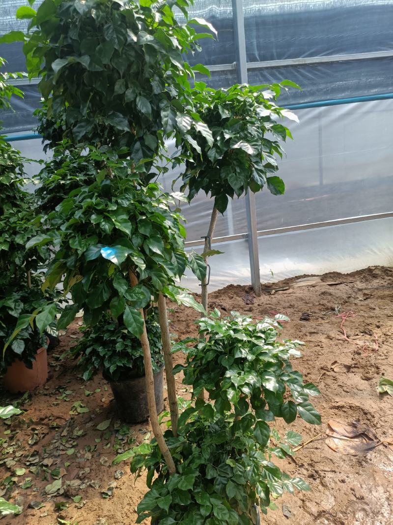 绿宝老兵苗圃精品绿宝盆景型