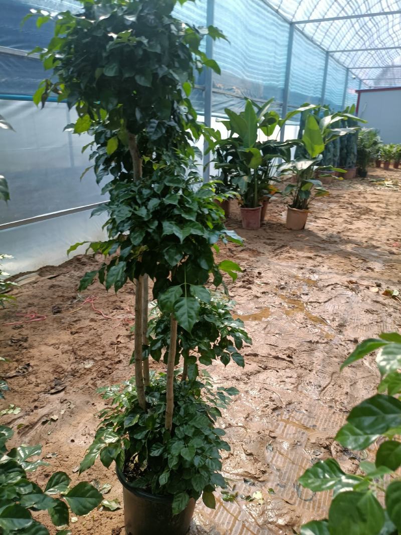 绿宝老兵苗圃精品绿宝盆景型