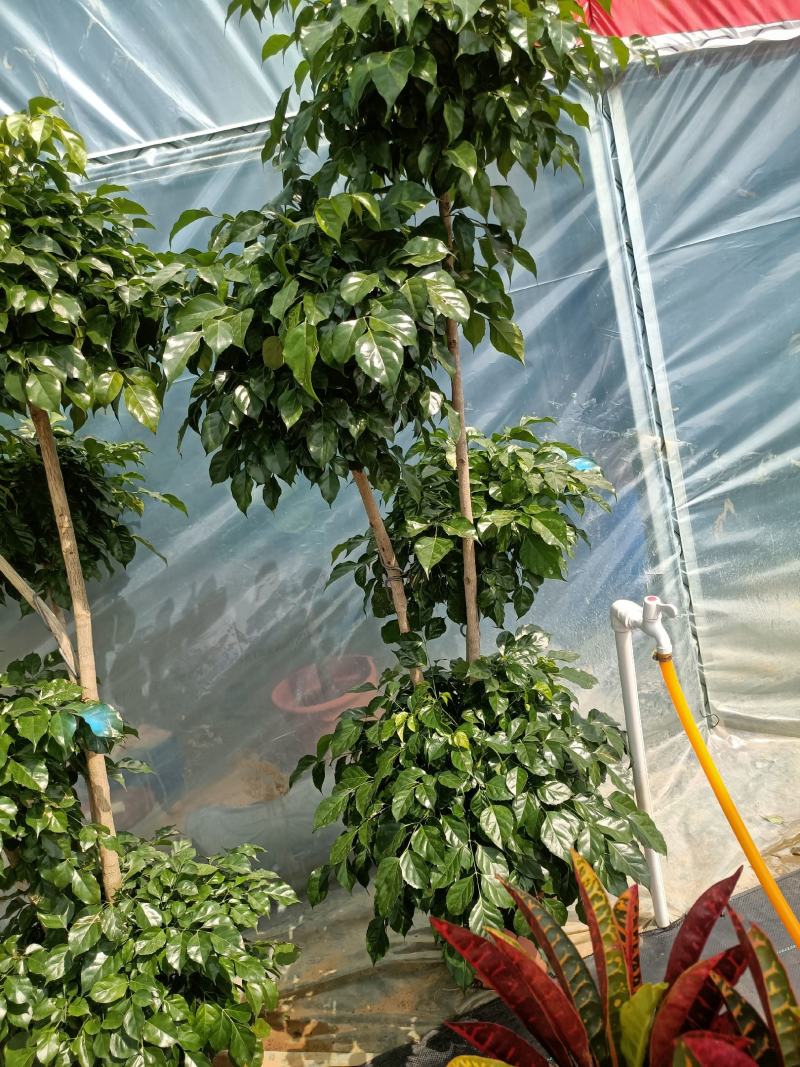 绿宝老兵苗圃精品绿宝盆景型
