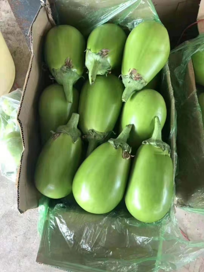 精品茄子，诚信代办，产地直销，一次合作终身受益。