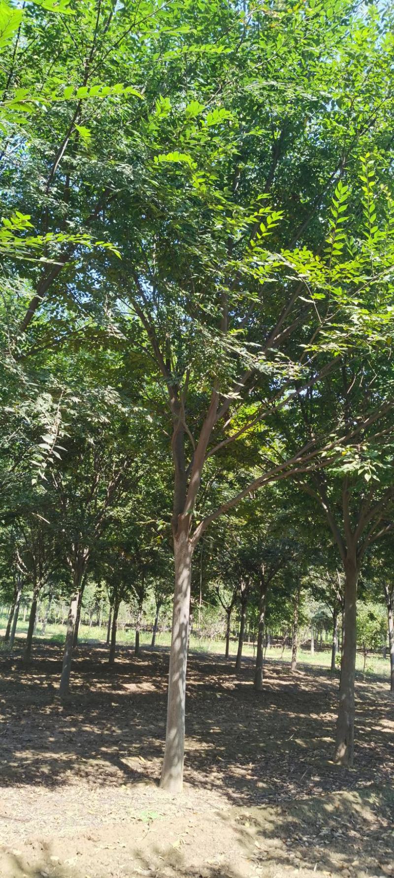 榉树，10-16的榉树