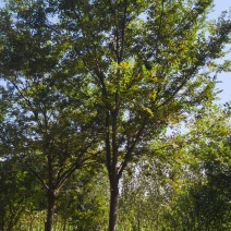 榉树，10-16的榉树