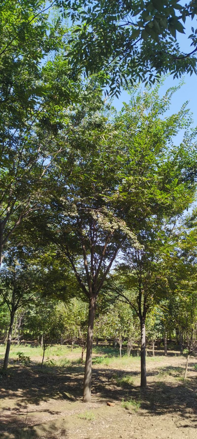 榉树，10-16的榉树