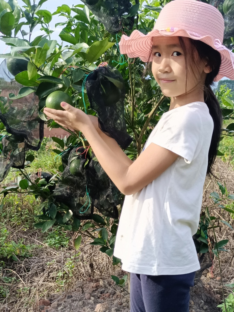 甜葡萄柚