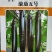 茄子种子长茄墨茄颜色黑亮抗热可作嫁接长度33公分