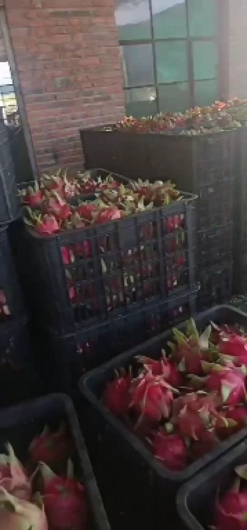 物美价廉红心火龙果
