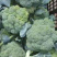 精品西蓝花，诚信代办，产地发货，物美价廉。