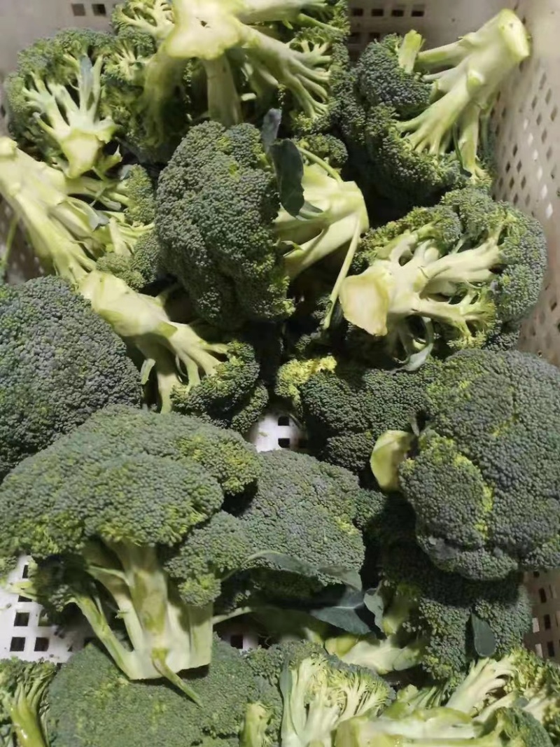 精品西蓝花，诚信代办，产地发货，物美价廉。