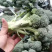 精品西蓝花，诚信代办，产地发货，物美价廉。