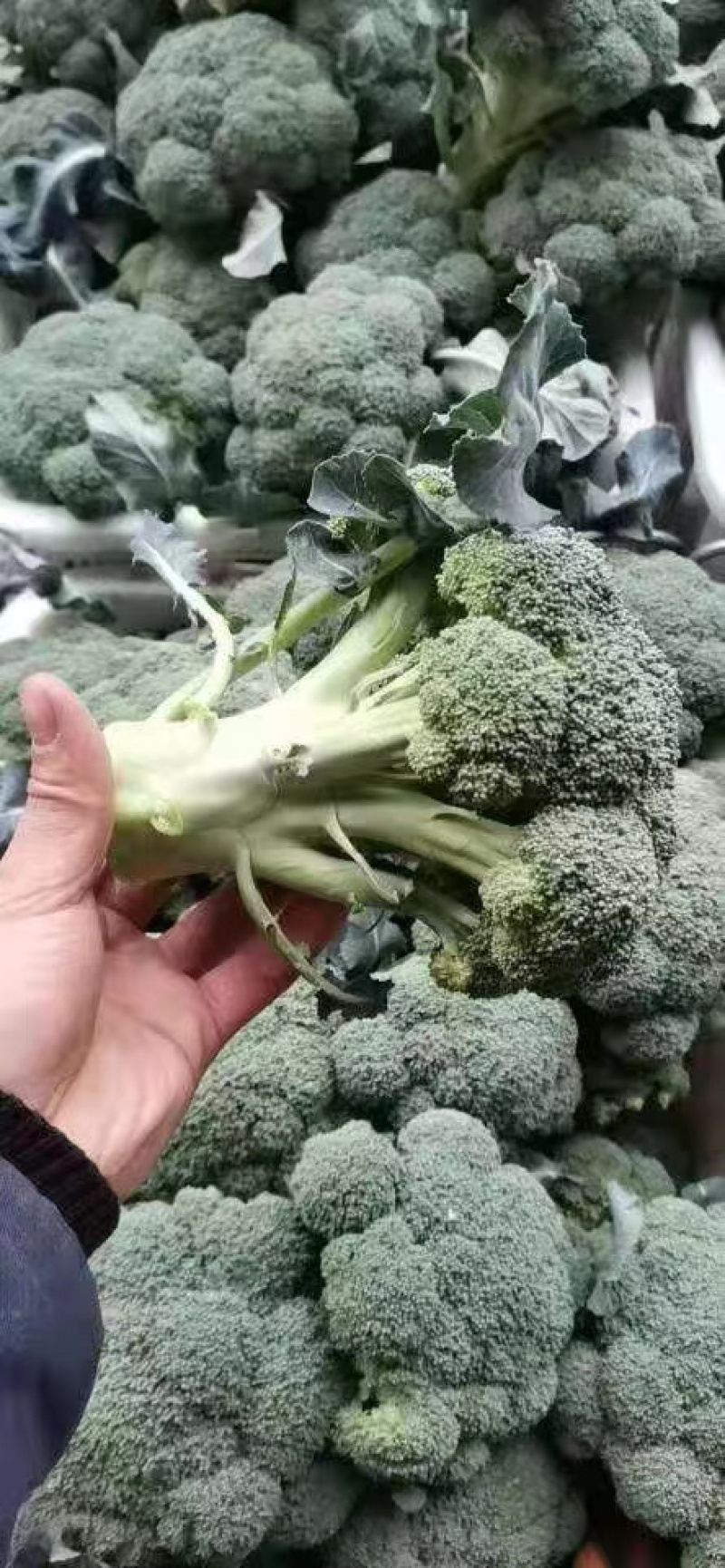 精品西蓝花，诚信代办，产地发货，物美价廉。