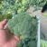 精品西蓝花，诚信代办，产地发货，物美价廉。