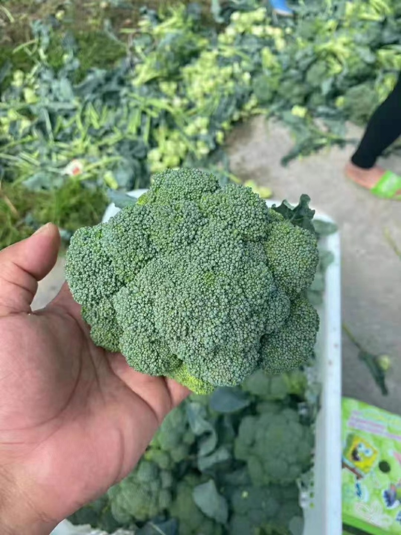 精品西蓝花，诚信代办，产地发货，物美价廉。