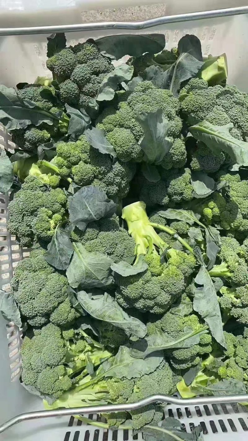精品西蓝花，诚信代办，产地发货，物美价廉。