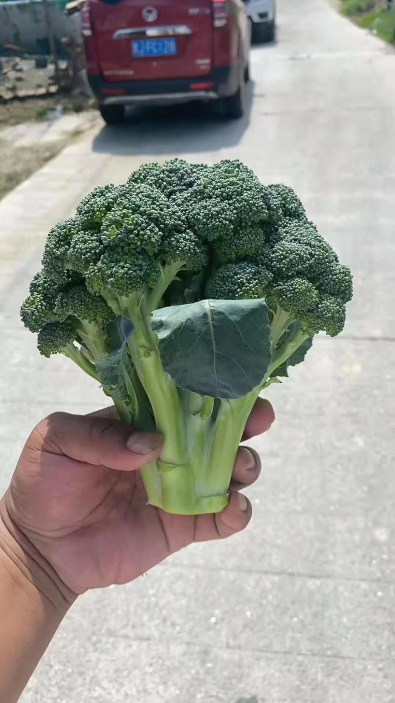 精品西蓝花，诚信代办，产地发货，物美价廉。