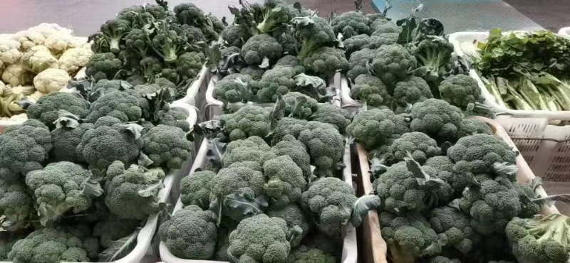 精品西蓝花，诚信代办，产地发货，物美价廉。