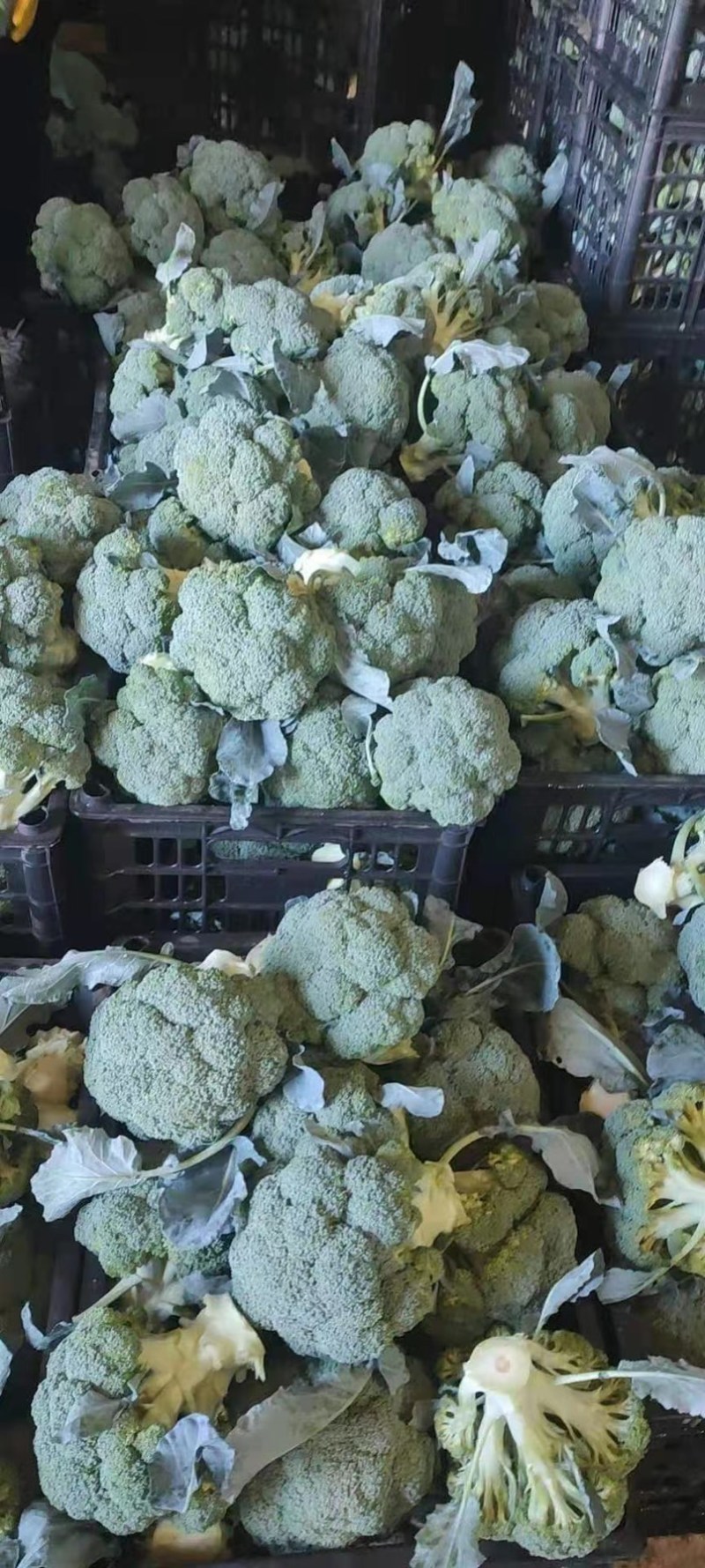 精品西蓝花，诚信代办，产地发货，物美价廉。
