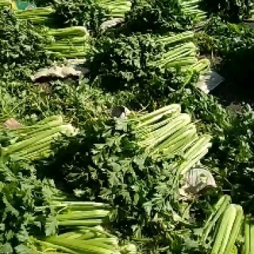 蔬菜