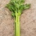 蔬菜
