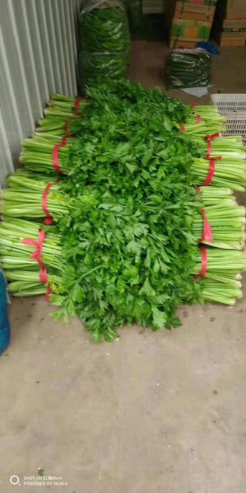 西芹，香芹，各种芹菜，大量上市，产地直发，物美价廉