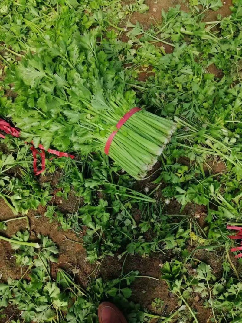 西芹，香芹，各种芹菜，大量上市，产地直发，物美价廉
