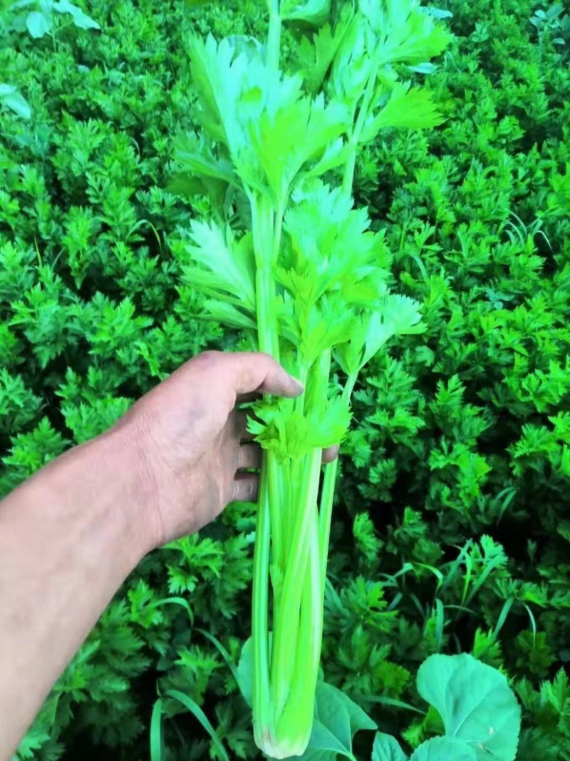 西芹，香芹，各种芹菜，大量上市，产地直发，物美价廉