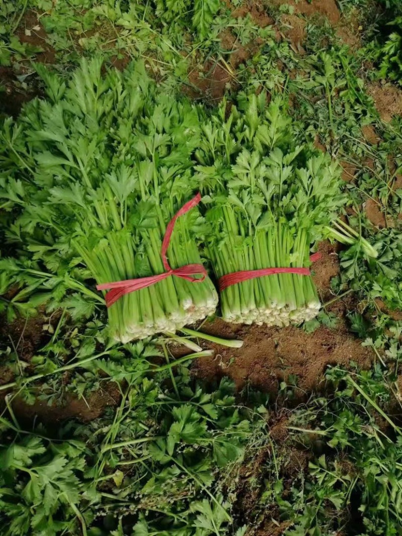 西芹，香芹，各种芹菜，大量上市，产地直发，物美价廉