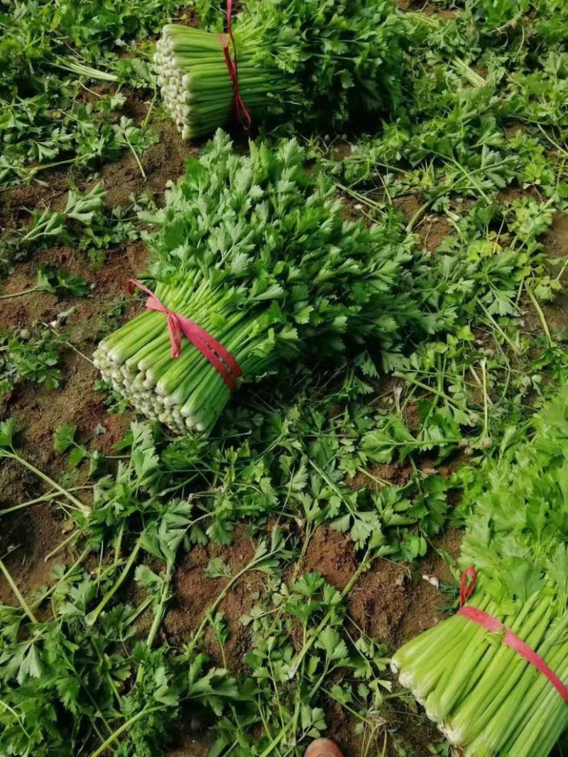 西芹，香芹，各种芹菜，大量上市，产地直发，物美价廉