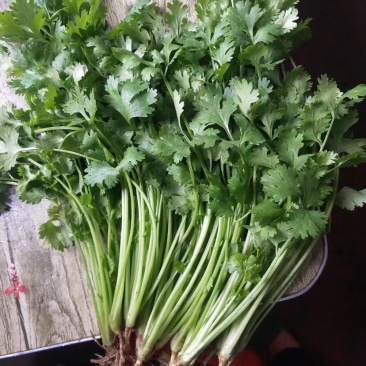 新鲜香菜，产地新货，品优价廉，大量上市。