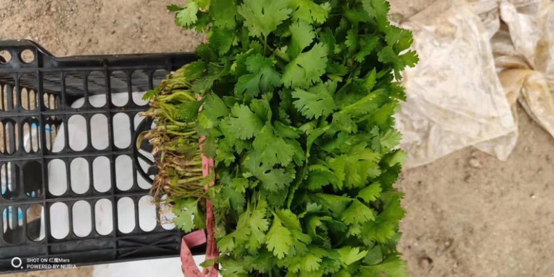 新鲜香菜，产地新货，品优价廉，大量上市。