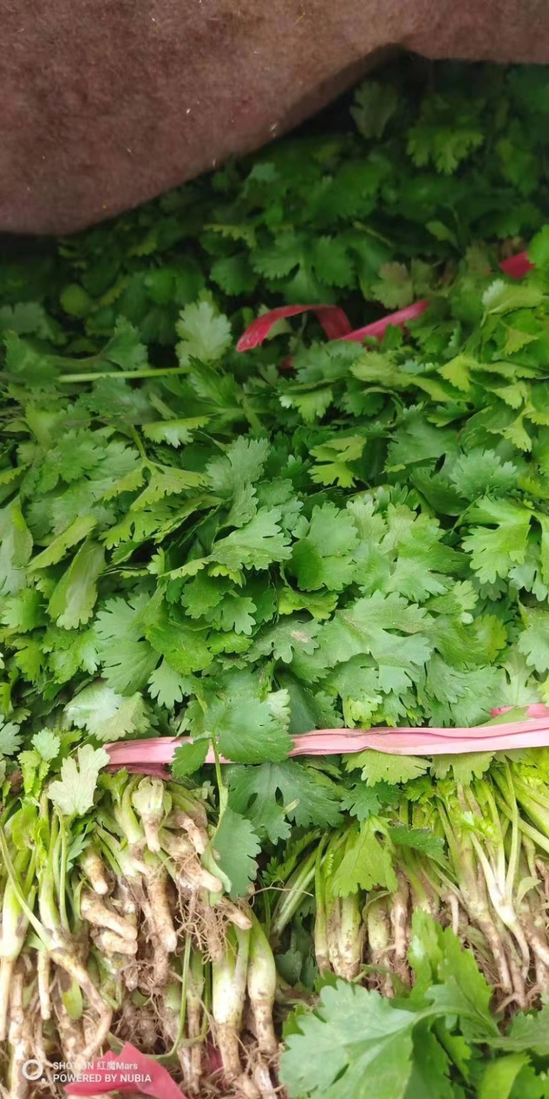 新鲜香菜，产地新货，品优价廉，大量上市。
