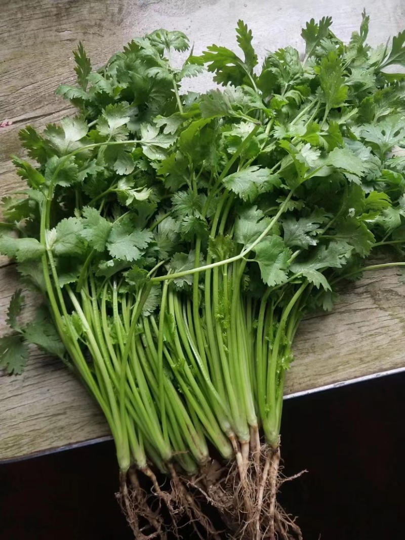 新鲜香菜，产地新货，品优价廉，大量上市。