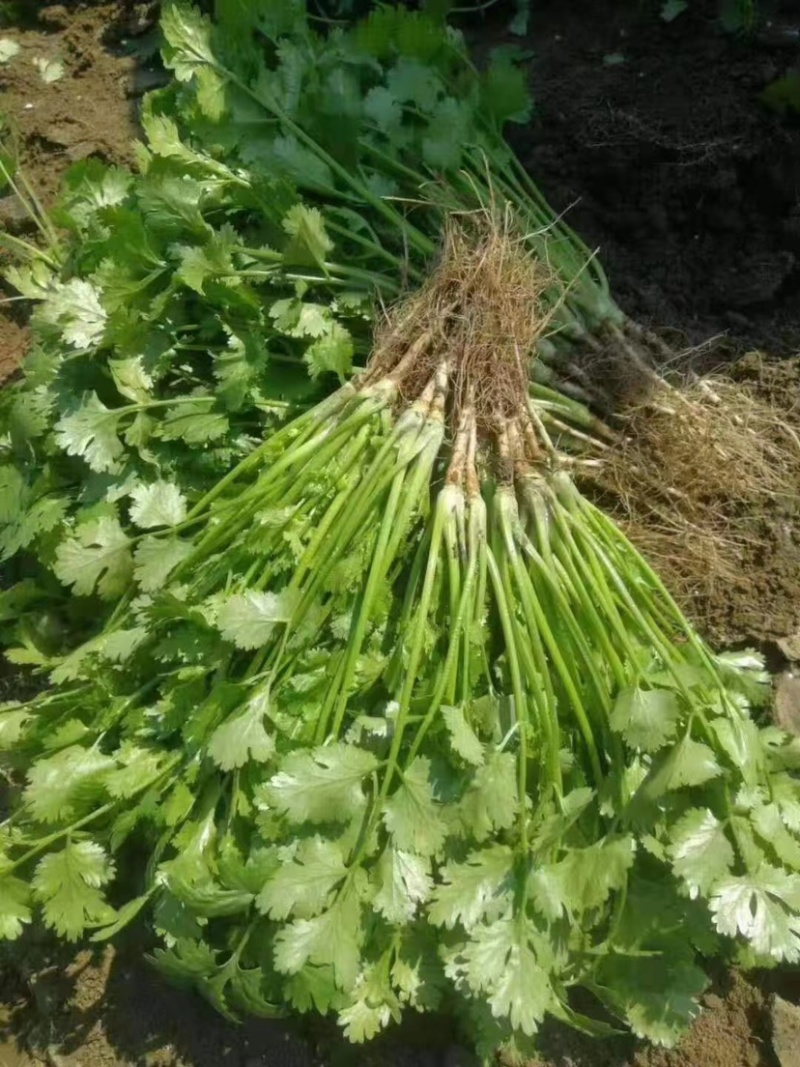 新鲜香菜，产地新货，品优价廉，大量上市。