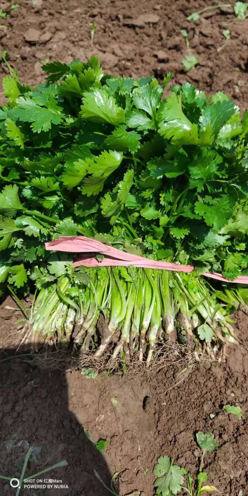 新鲜香菜，产地新货，品优价廉，大量上市。